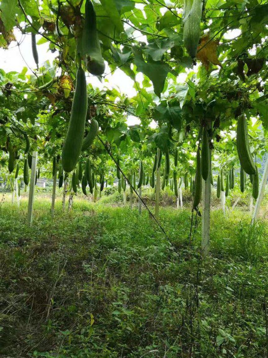 农村人都不要的丝瓜络她卖了6年，回家盖小楼，还花70万市区买房