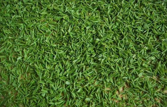 家里闲置的绿茶,家里的绿茶可以存放多久