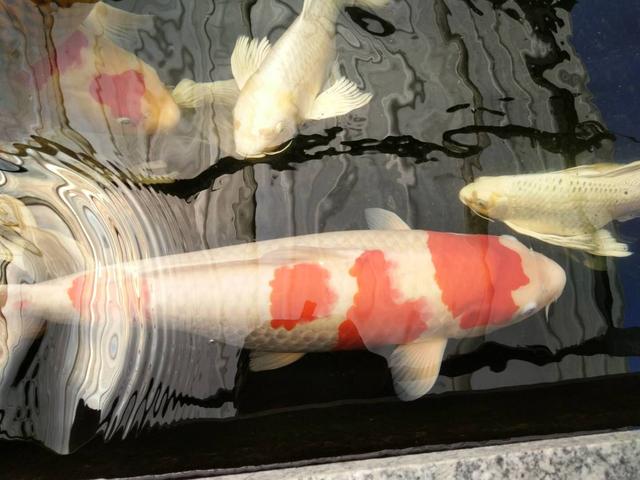 中大型观赏鱼哪几种好看又好养,观赏鱼的三大品系有什么