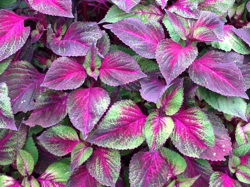 农村常见的野菜紫苏,紫苏是野草么