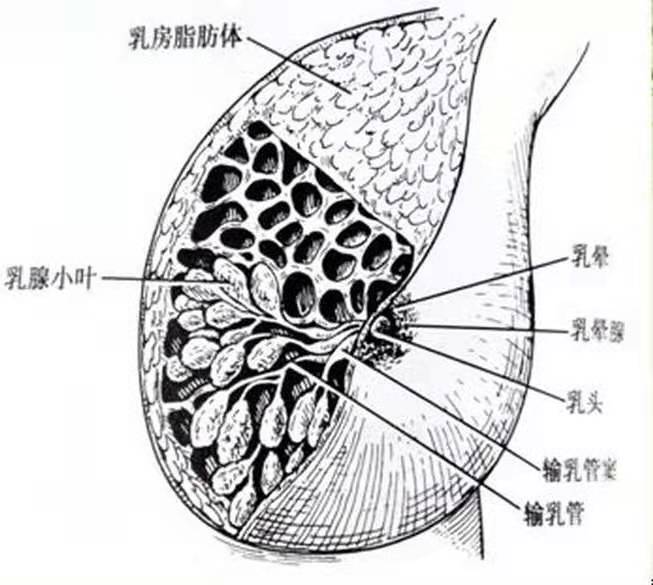 哺乳期堵奶有硬块吃什么药,哺乳期妈妈堵乳了怎么办