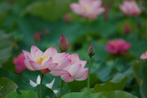 情丝难断下一句,情丝难断苦尽甘来