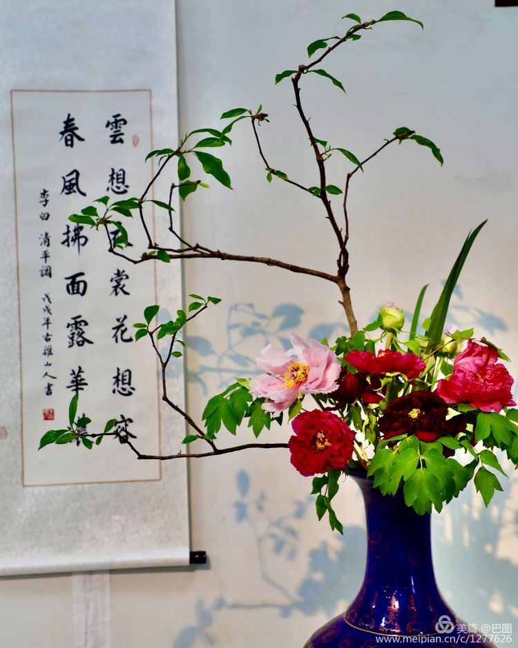 看洛阳牡丹花卉节,洛阳古都牡丹花展