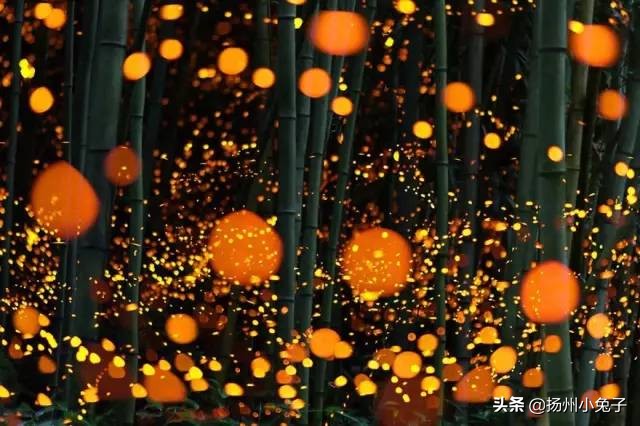 夏夜里最美的是萤火虫,唯美的萤火虫夜景