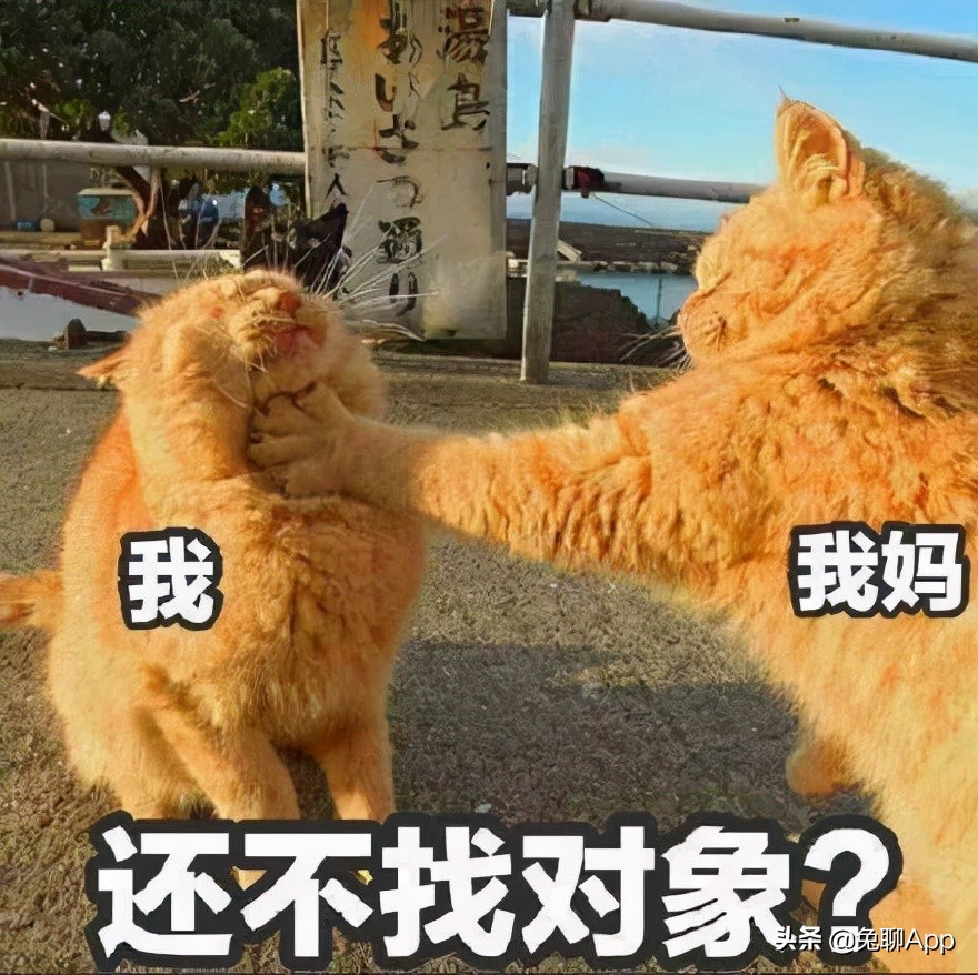 全球排名前十的社交app,实用app排行榜高质量小众社交app