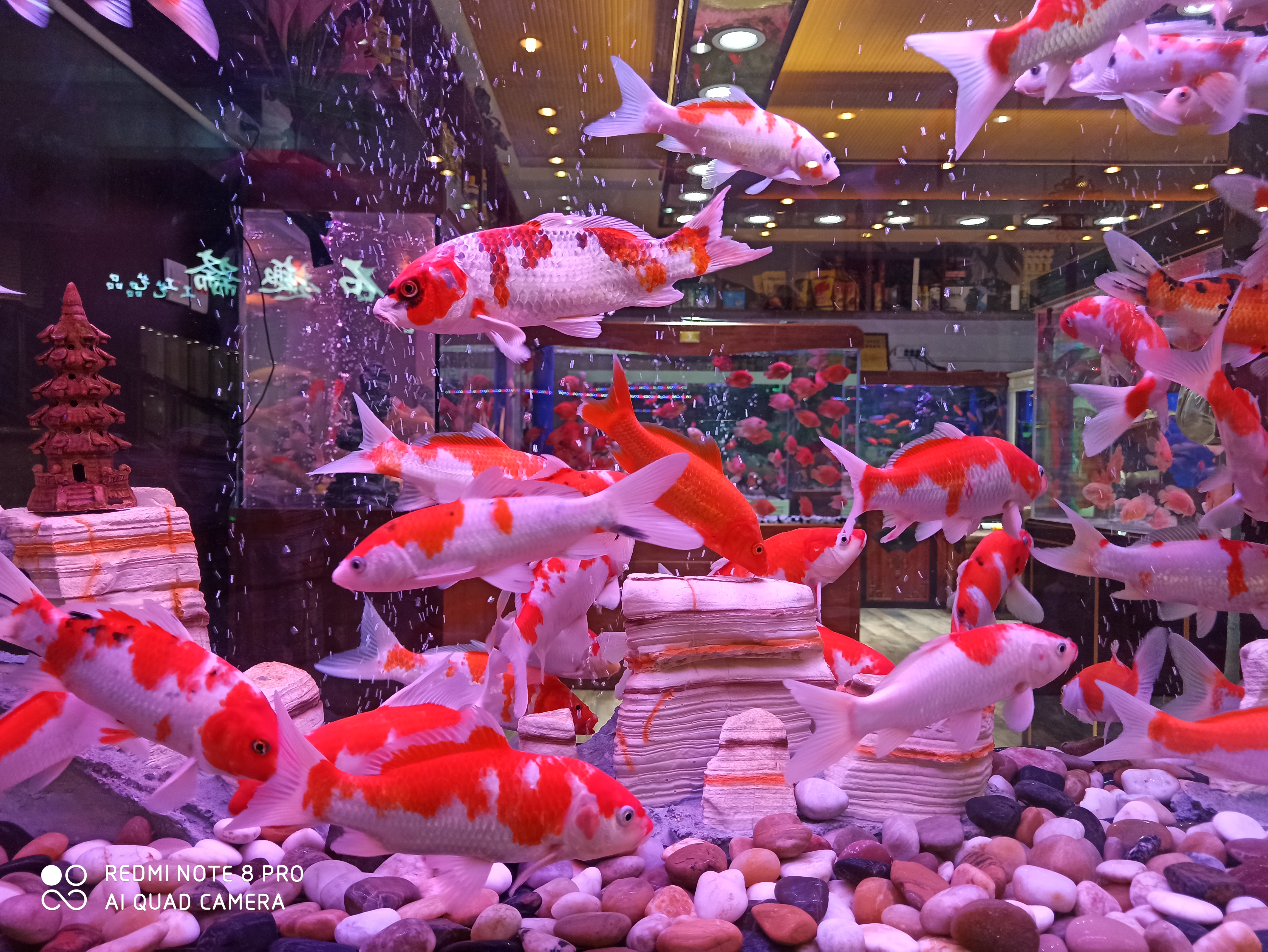 颜色艳丽便宜的热带鱼,热带鱼怎么买呀