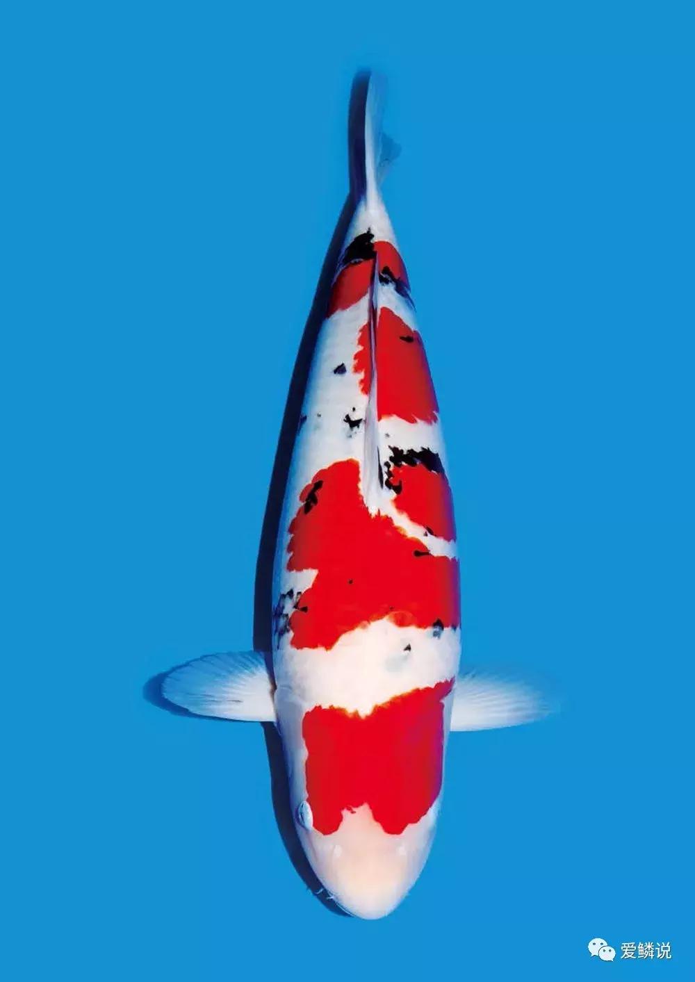 水体PH异常如何正确处理？很多人忽视了这点