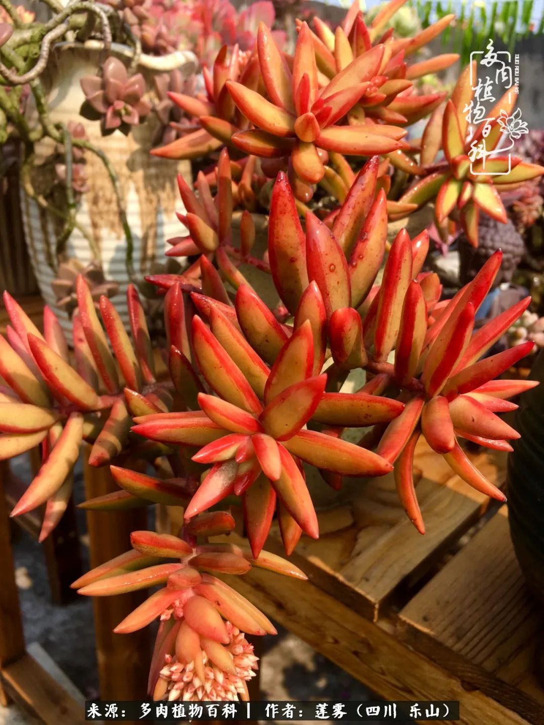 治愈系多肉精灵,初冬携一抹暖阳与多肉相伴