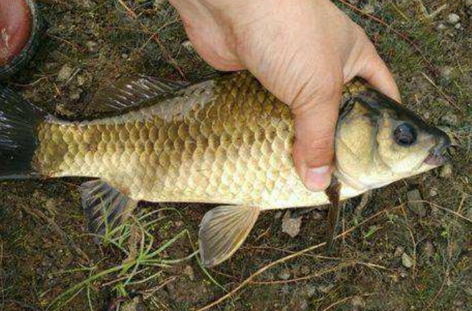 钓鲫鱼为啥总是钓翘嘴,为什么钓鲫鱼越钓口越乱