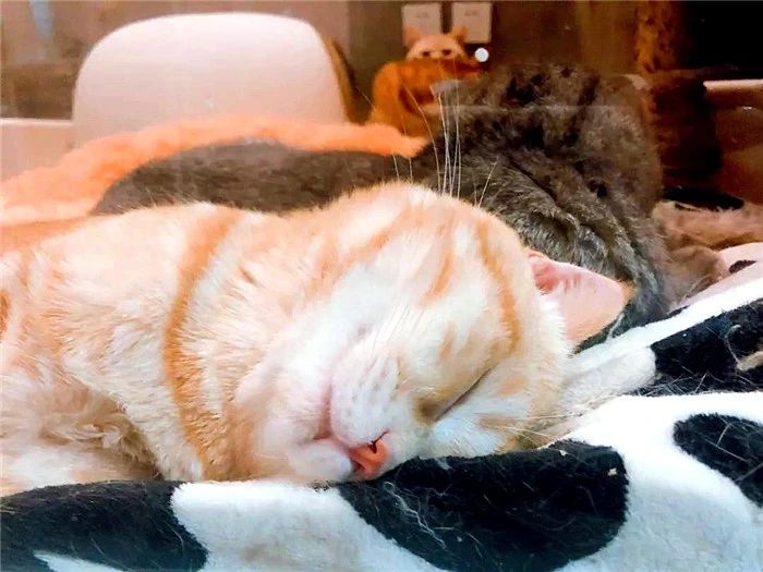 猫薄荷对人有什么影响,猫咪对猫薄荷的影响