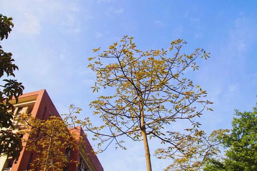 广东机电职业技术学院中专分数线,广东机电职业技术学院录取分数线