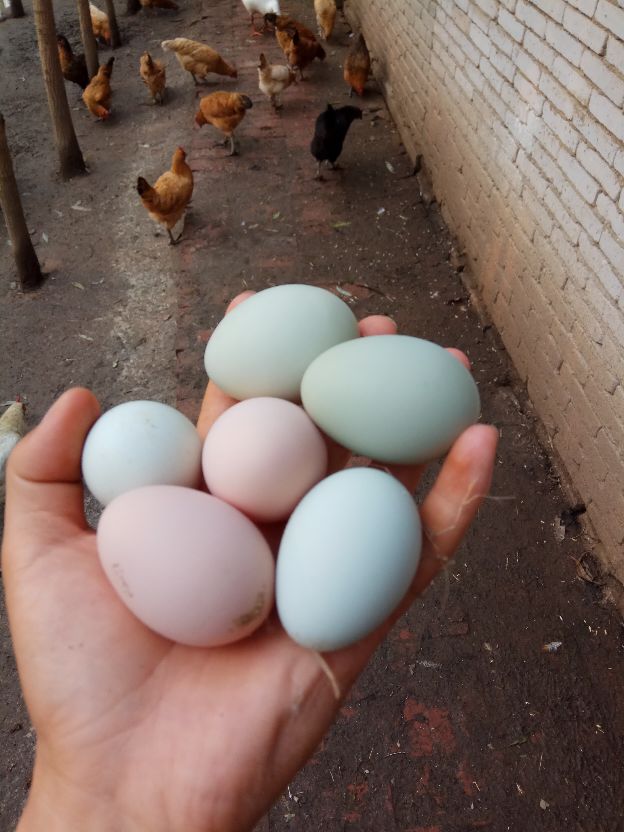 返乡创业农村生活现实记,农村生活与创业之路欢迎进来交流