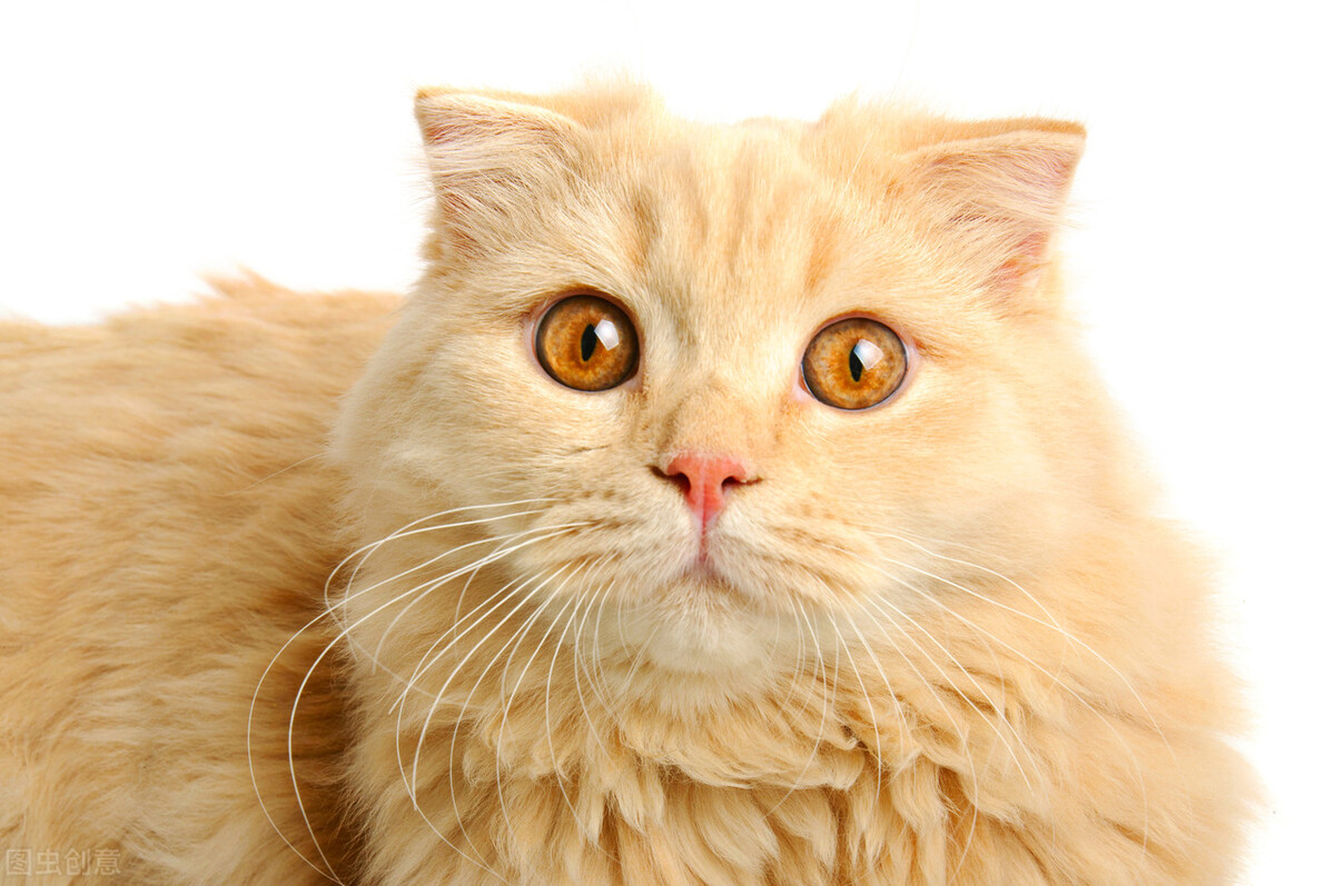 猫咪死后主人如何度过伤心期,这四种方法帮你走出来