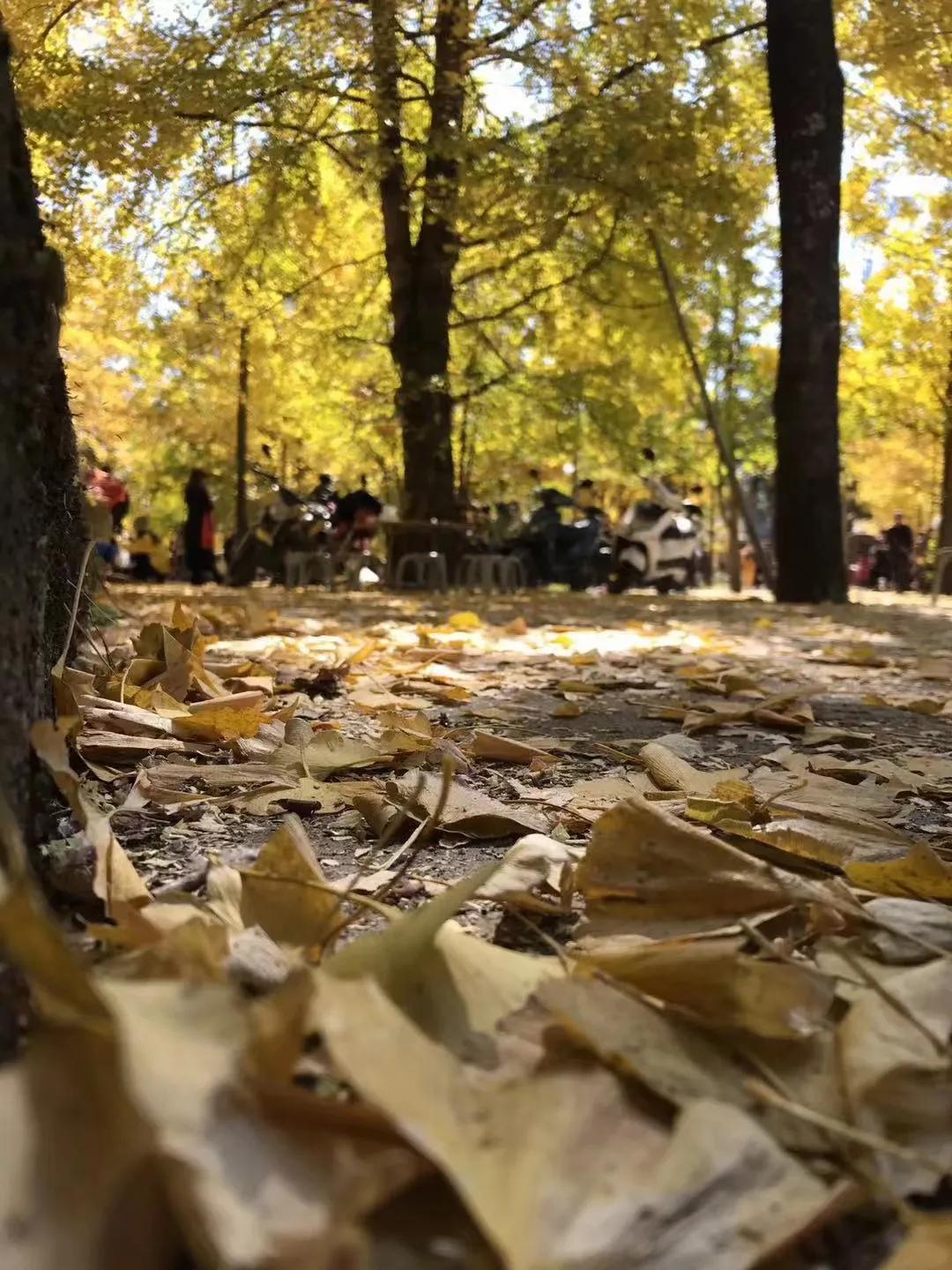 一家三口在大理租房,一家三口的田园生活