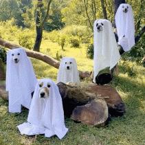 玉米地发现不明液体怎么办,玉米地发现的怪事