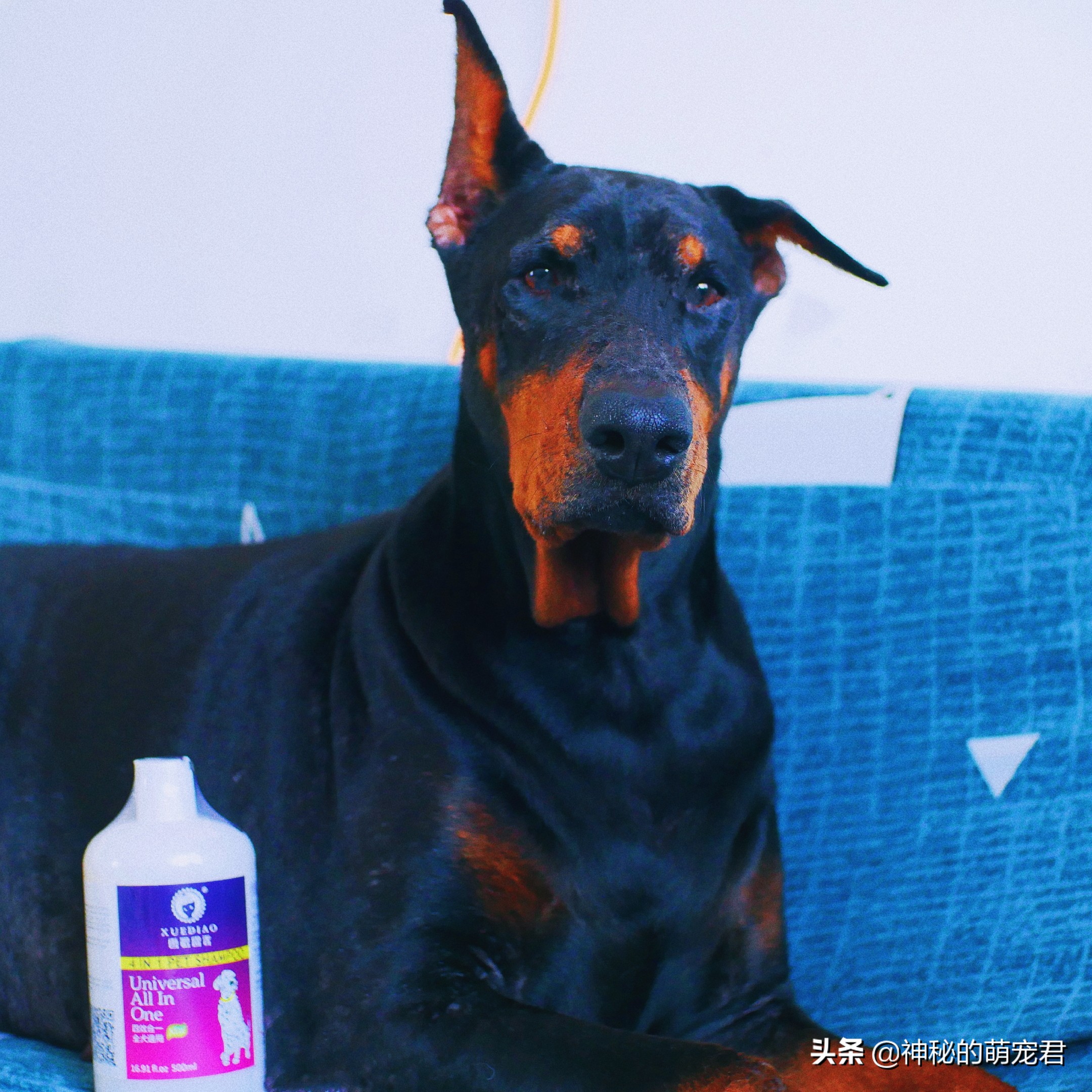 雪貂留香狗狗精华,狗狗雪貂沐浴露杀菌除臭持久留香