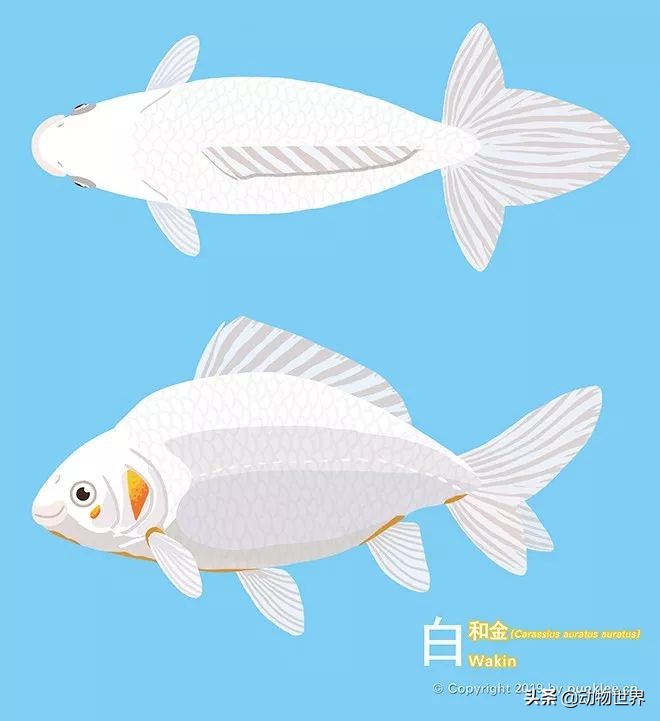 金鱼品种和金鱼图片,金鱼大体型的品种