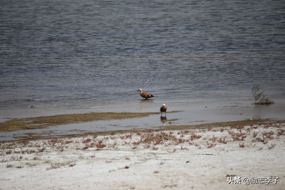 宁夏候鸟,候鸟监测简报