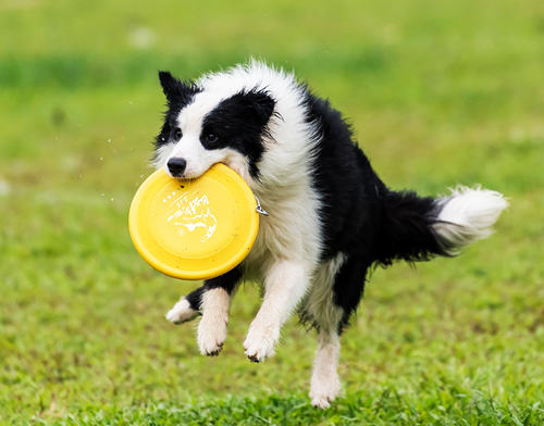 边牧不训练会不会成傻狗,边牧犬为什么不建议养成