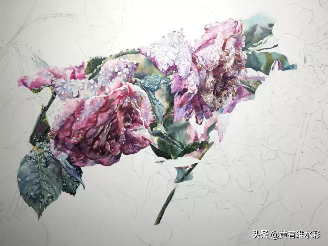 小清新水彩画玫瑰花,水彩画雨中玫瑰