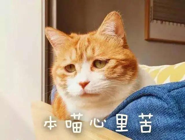 摸猫咪的时候猫咪咬人怎么纠正,怎么改正猫咪爱咬人手玩的习惯