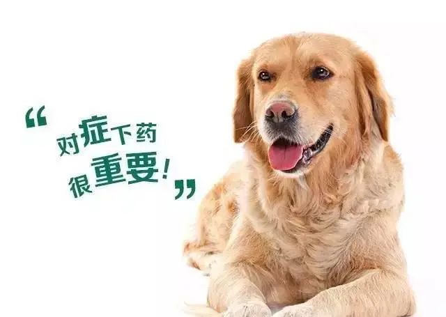 听说！前男友竟然把我的“阿拉斯加”变成了秃驴……