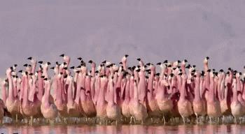 5部值得一看的纪录片,bbc的豆瓣9.1的高分纪录片