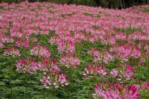 成都石象湖景区天气预报,成都石象湖的秋季