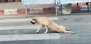 猫咪狗狗骨折了怎么办？扒一扒宠物“骨子里”的那些事