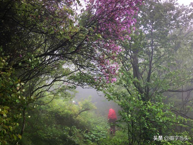 初夏游江西：历经晴、雨、雾，穿越武功山