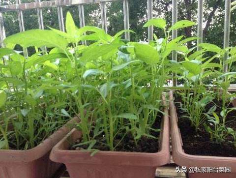 阳台种空心菜水培,阳台花盆种空心菜