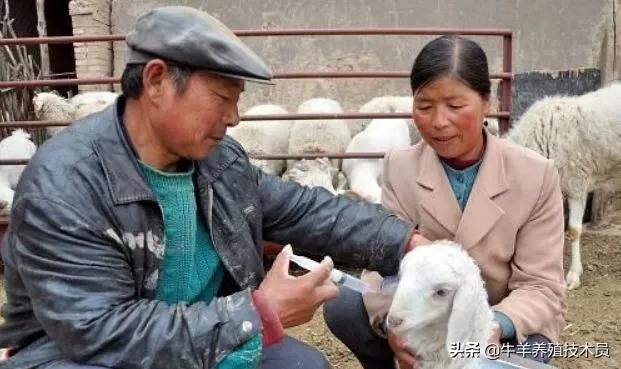 农民养羊用药也有禁忌避免伤羊,养羊常见疾病治疗方法简单又实用