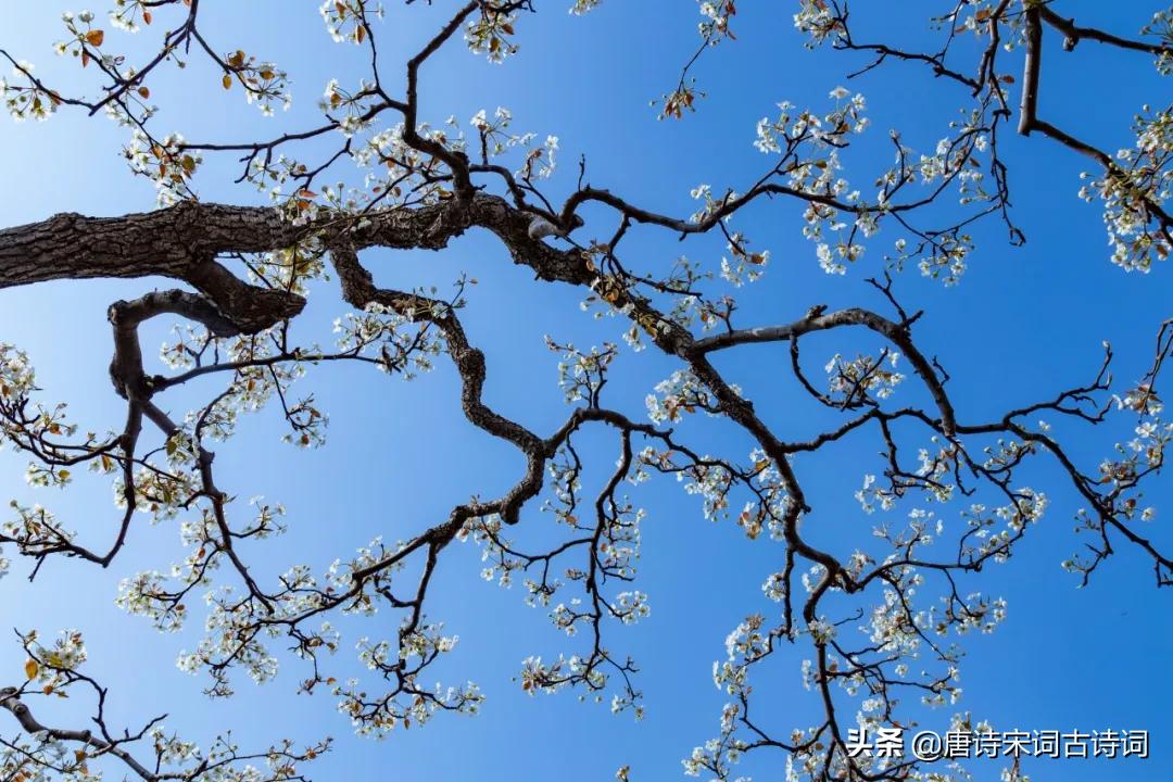 梨花片片雪,梨花片片随风落的下一句