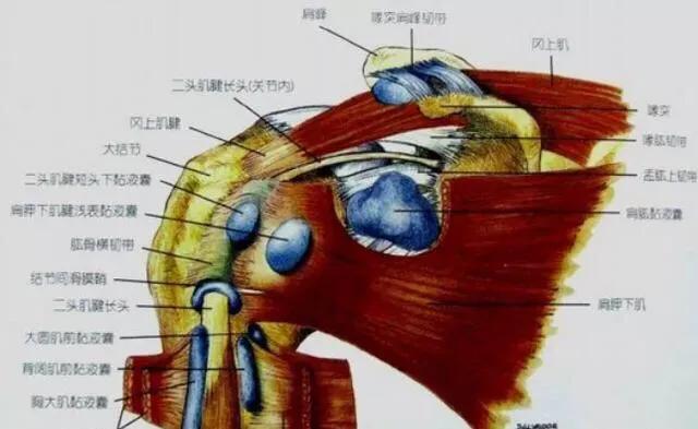 肩关节后伸动作解剖,肩关节的关节囊解剖
