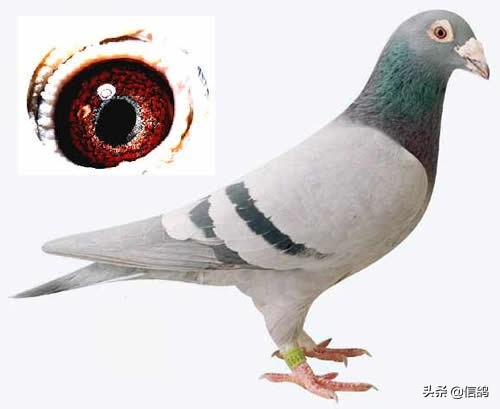 天落鸟最佳配对技巧,天落鸟是怎样招来的