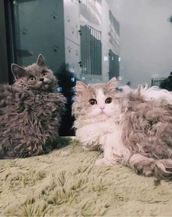 一只可爱又迷人的小猫咪,一只很大又很萌的小猫咪