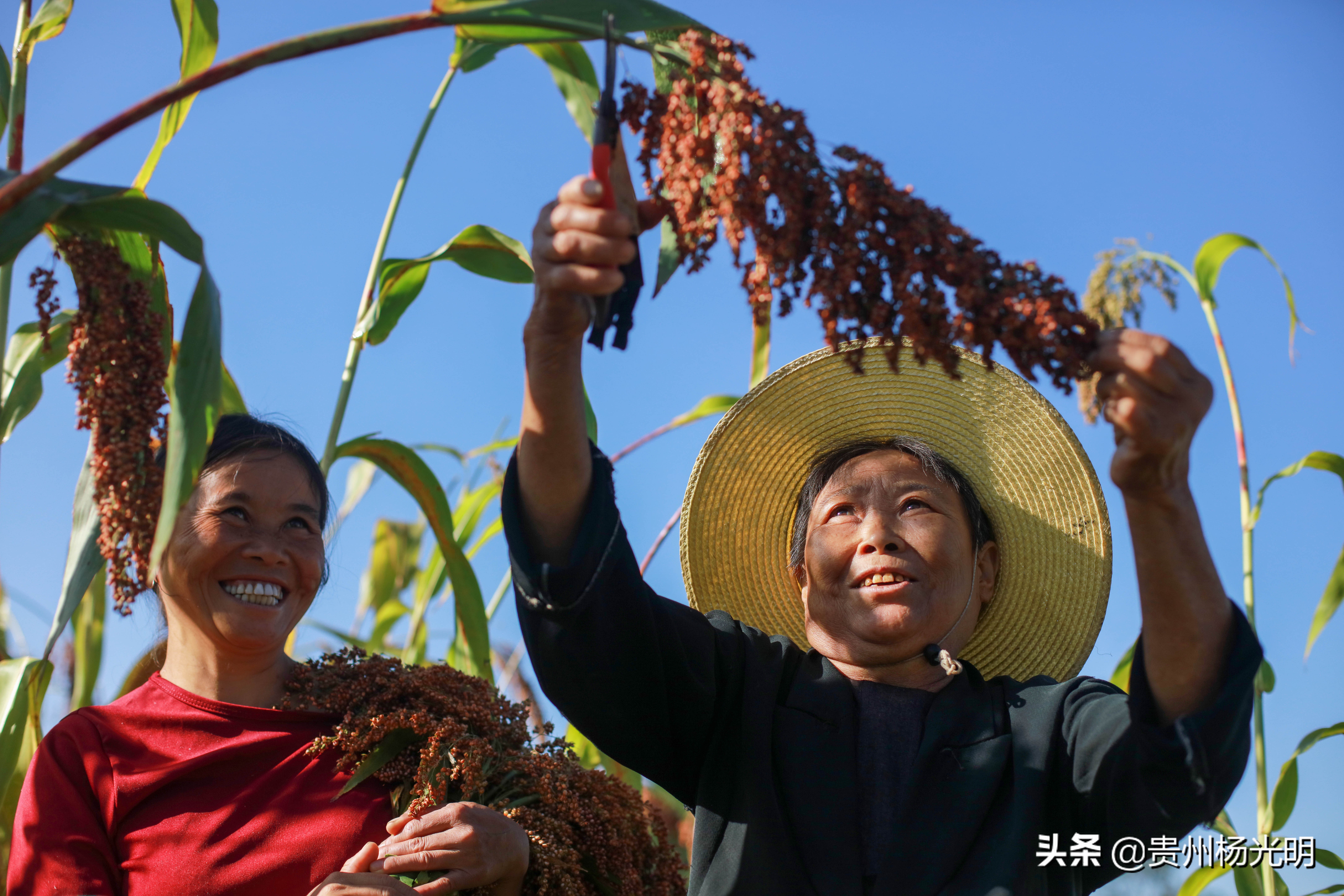 贵州毕节黔西县雨朵农场,江西萍乡葡萄喜丰收农民笑开颜