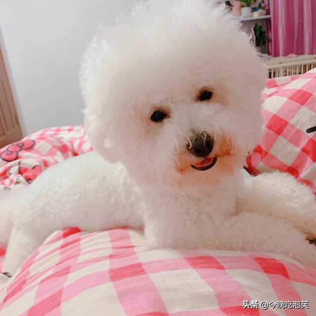 狗狗总是乱咬拖鞋怎么办,狗狗总是乱咬主人怎么办