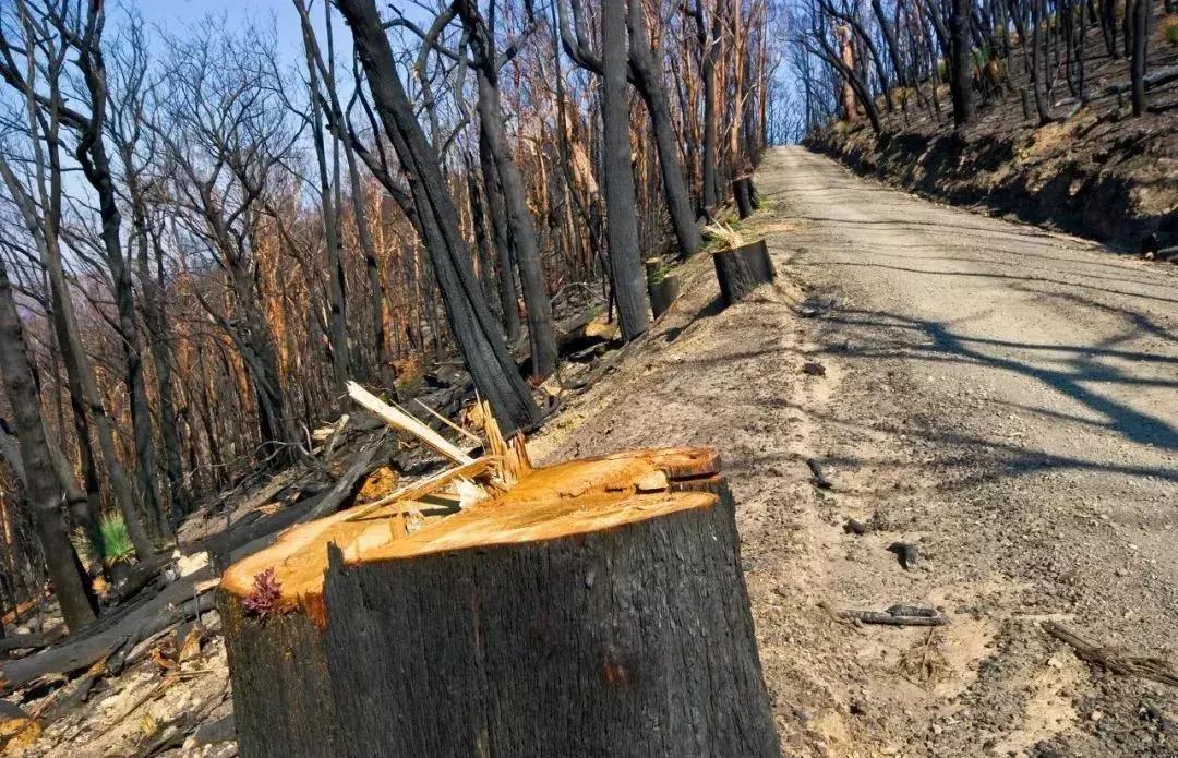 油锯切割几分钟就熄火,油锯切割木料切不整齐