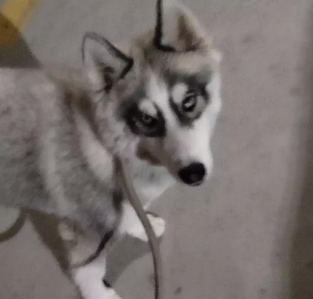 阿克苏农林牧副渔转让,阿克苏农林牧副渔微动力果园转让