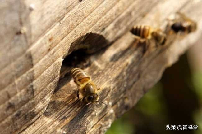 蜜蜂养殖技术防巢虫,蜜蜂养殖的基本知识视频