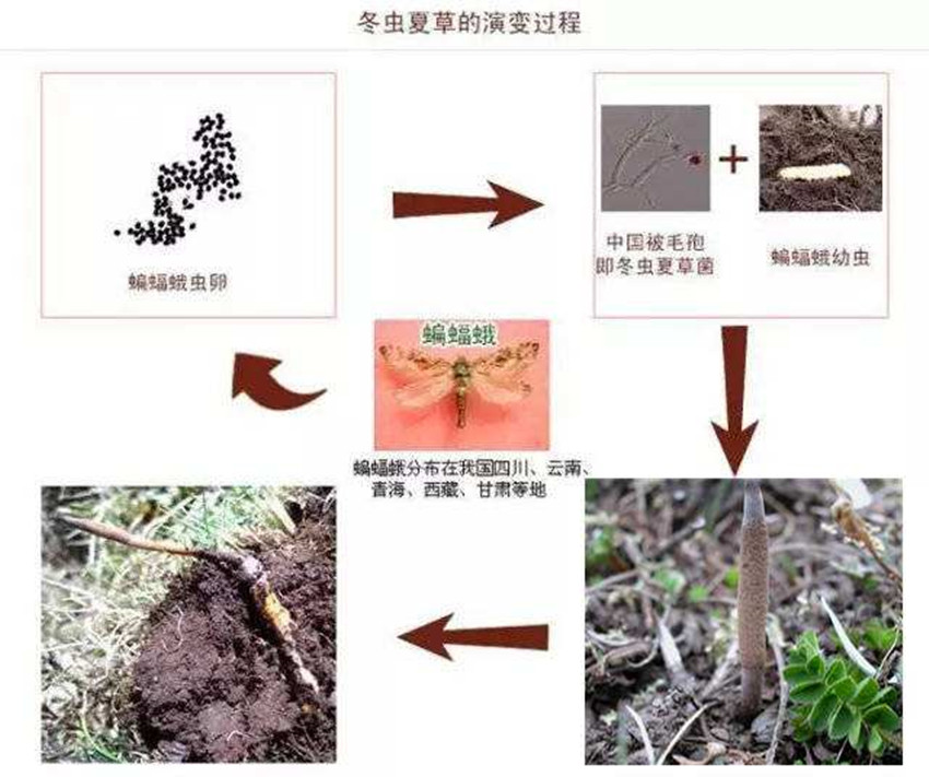 冬虫草真的那么神奇吗,冬虫夏草真的那么神吗