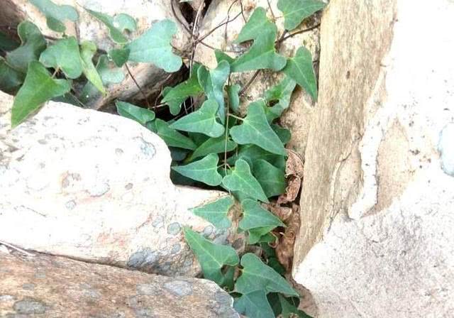 荒山石缝中一野草，路过不留意，现知是百元“乌发草”，亏大了