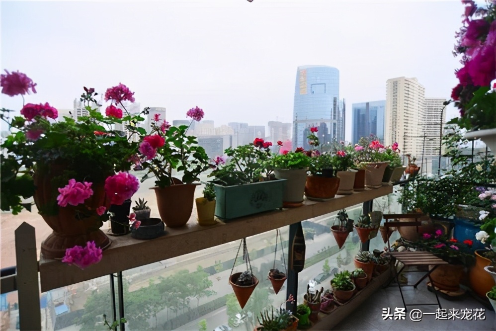 新手养花妙招视频教程全集,新手养花不败指南在线阅读