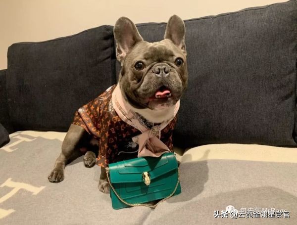 好看又大的宠物包,超好看的宠物包