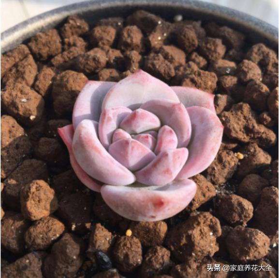 什么垃圾养花最好用又好看,垃圾桶种什么花最好