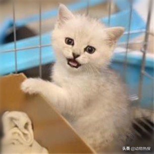 英国短毛猫有哪几种品种,你见过这样的英国短毛猫吗