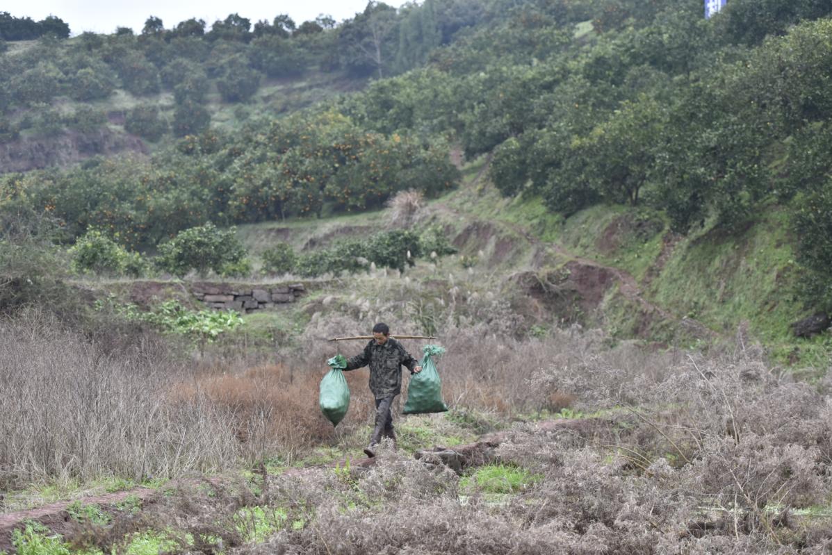 免狐扶贫项目上线，为麻阳甜橙解决销路难题