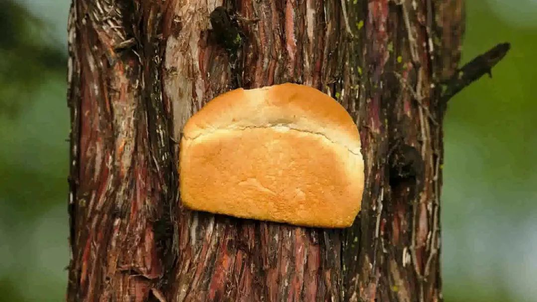 英国谢菲尔德城市的居民们为什么要往树上钉面包呢？