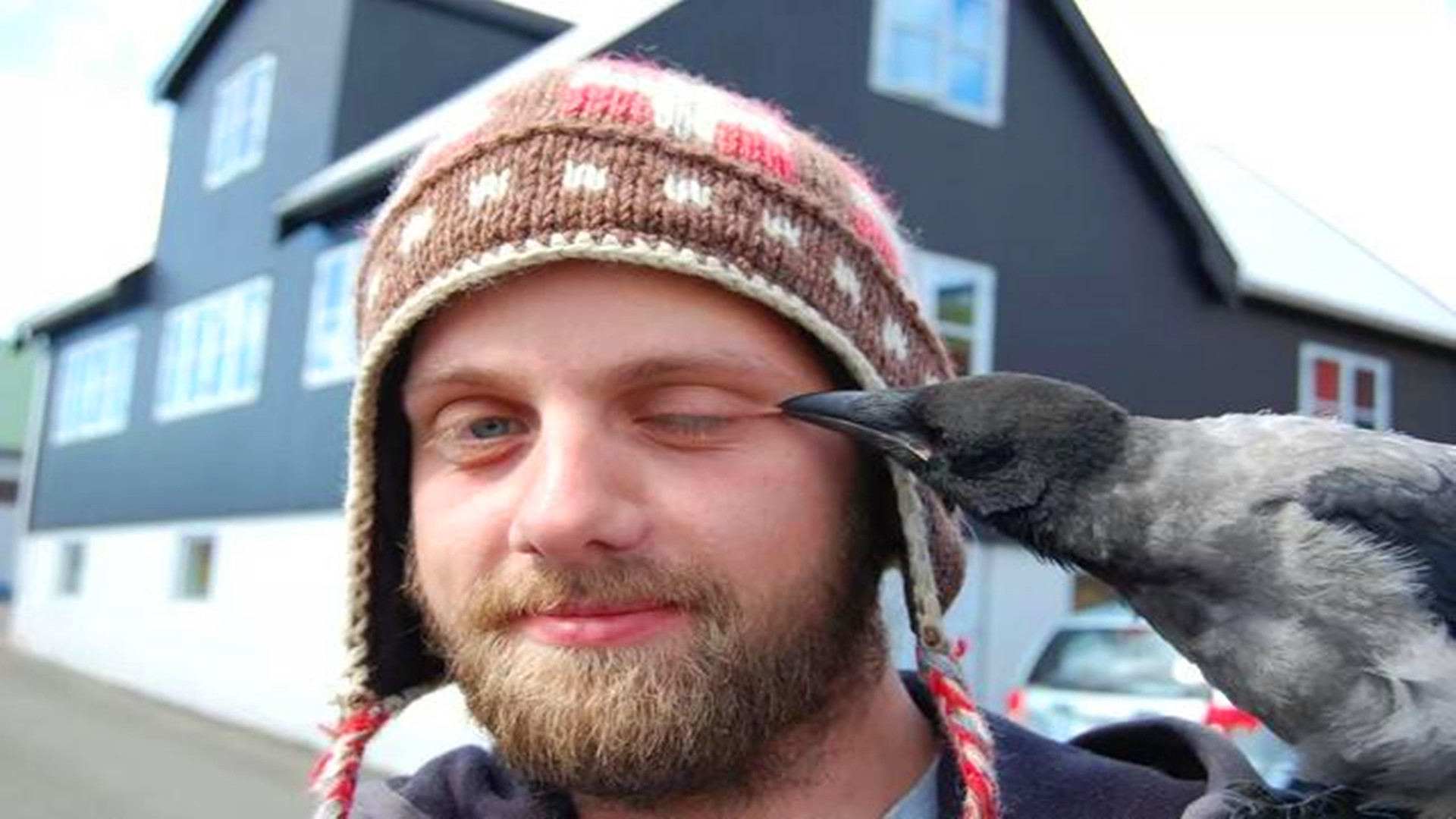 乌鸦为什么能预测凶兆,乌鸦真的是鸟类中智商最高的存在